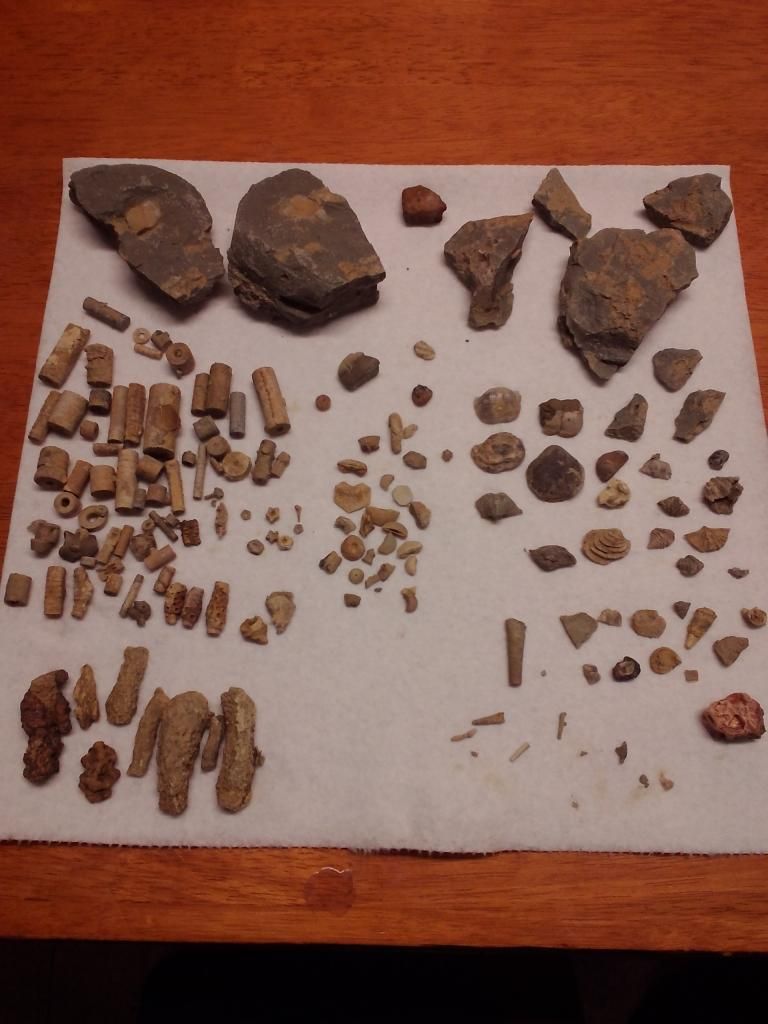 Mineral Wells/lake Jacksboro Trip Fossil Hunting Trips The Fossil Forum